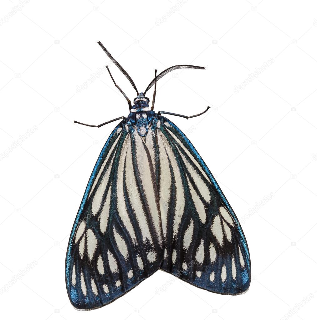 Female Drury's Jewel (Cyclosia papilionaris) moth