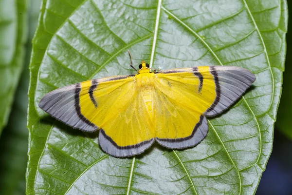 Yellow signata moth  hanging under leaf — Stockfoto