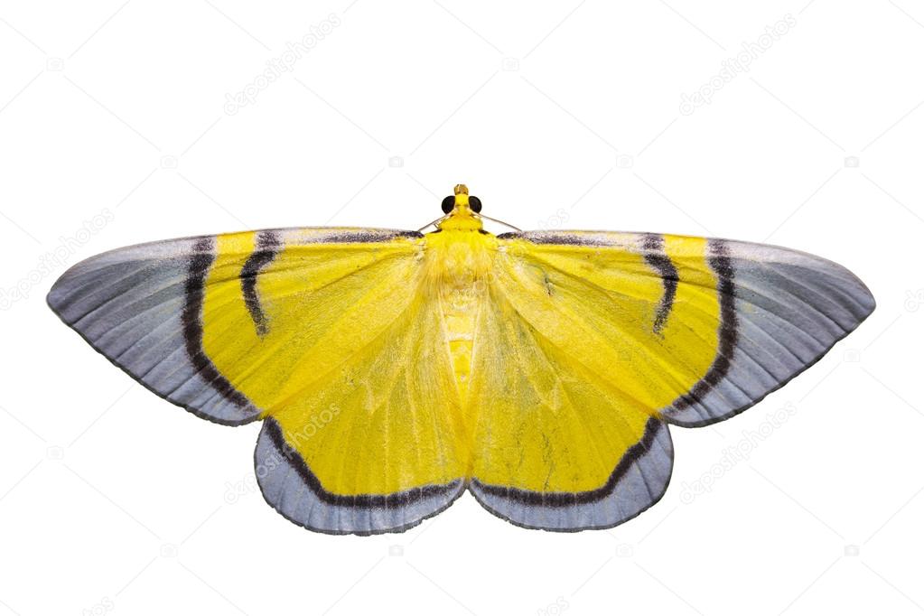 Isolated yellow signata moth
