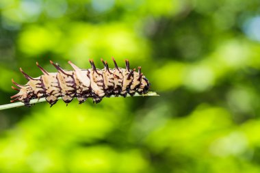 Caterpillar altın (ortak) birdwing kelebek