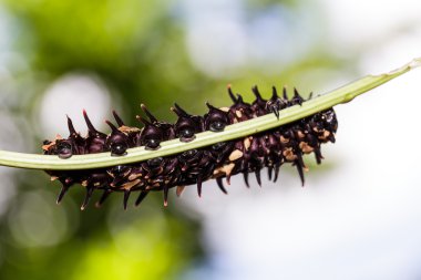 Caterpillar altın (ortak) birdwing kelebek