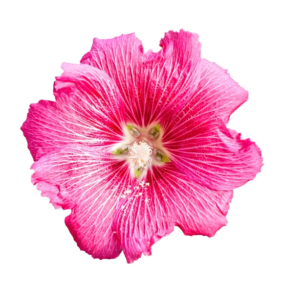 Isolated pink hollyhock flower — Stock Photo, Image