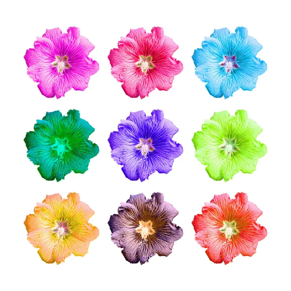 Isolated colorful hollyhock flower — Stock Photo, Image