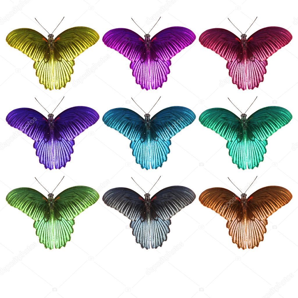 Isolated coloful great mormon butterfly 