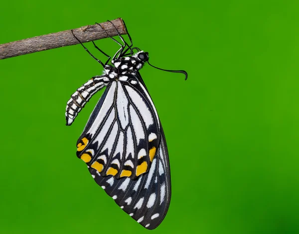 Borboleta de mímica comum descansando após emergir — Fotografia de Stock