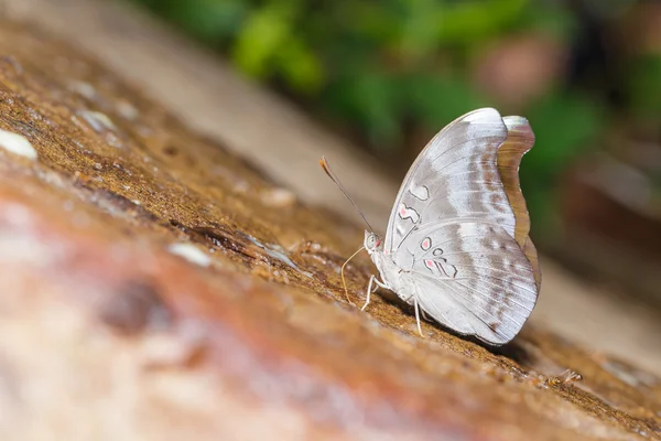 Opalescent hertog vlinder (Euthalia evelina) — Stockfoto