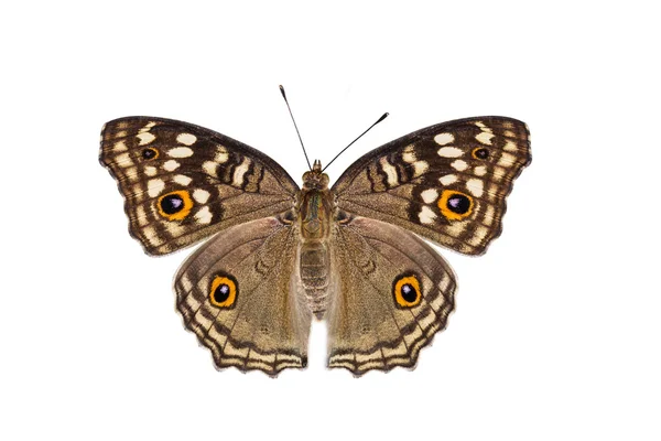 Motyl na białym tle cytryny Pansy — Zdjęcie stockowe