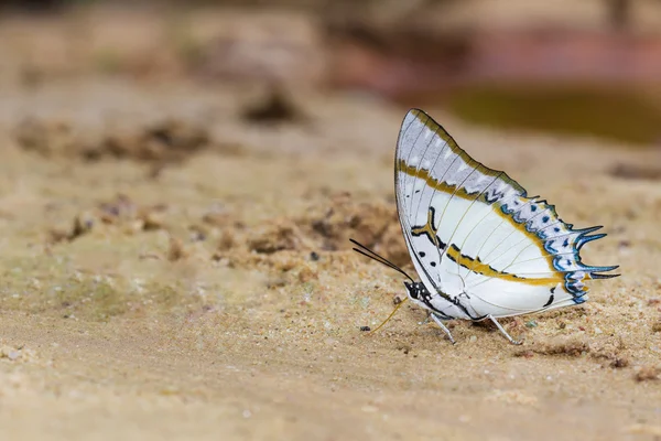 Der große Nawab-Schmetterling — Stockfoto