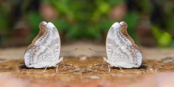 Opalescent hertog vlinder (Euthalia evelina) — Stockfoto