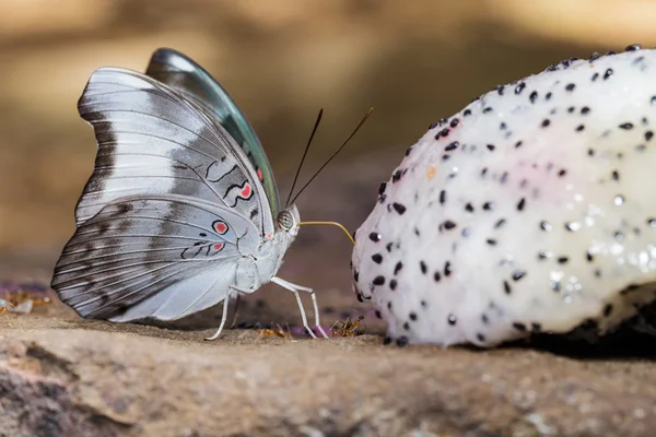 Redspot Duke butterfly (Euthalia evelina) is sucking food — Stock Photo, Image