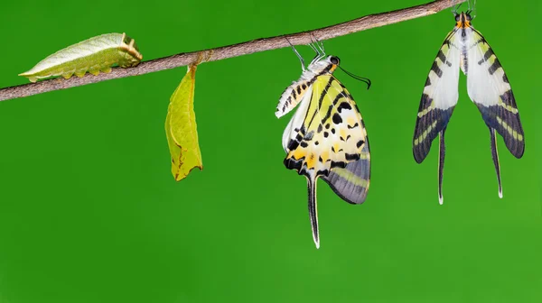 Ciclo de vida de mariposa de cola de espada de cinco barras — Foto de Stock