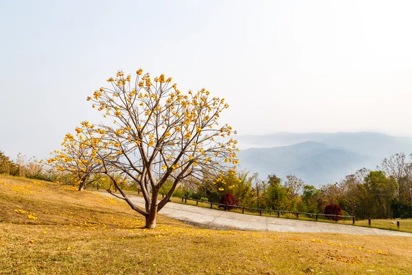 Árbol de flores amarillo en alta montaña — Foto de Stock