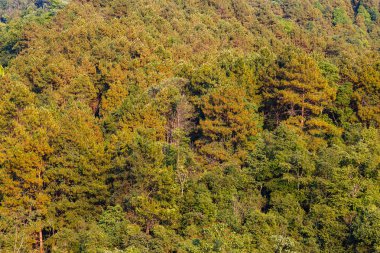 Orman yüksek görünümü