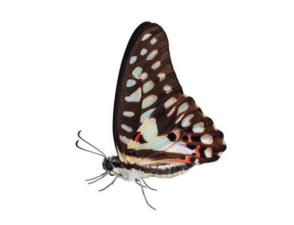 Isolated of common jay butterfly (Graphium doson) — Stock Photo, Image