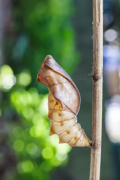 Куколка обыкновенная бабочка с птичьим крылом — стоковое фото