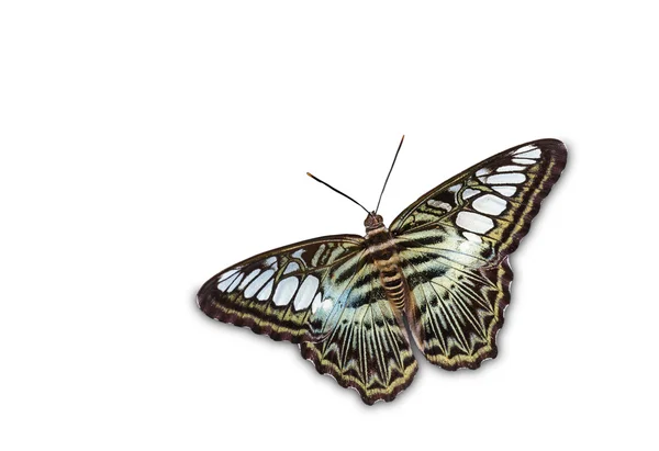 Isolated top view of Clipper butterfly — Stock Photo, Image