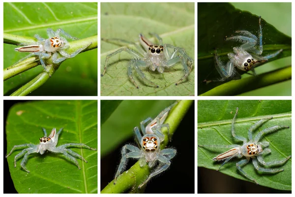 Translucent jumping spider in wild — Stock Photo, Image