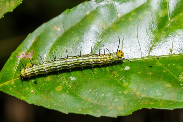 Caterpillar of great Assyrian (Terinos atlita) butterfly — Stock Photo, Image