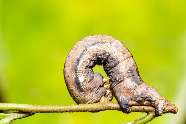 Oruga camuflada de polilla geométrica —  Fotos de Stock