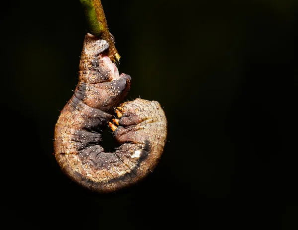 Maskovaný housenka Geometridae moth — Stock fotografie