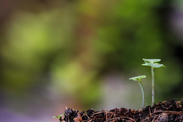 Green sprout on ground — Stock Photo, Image