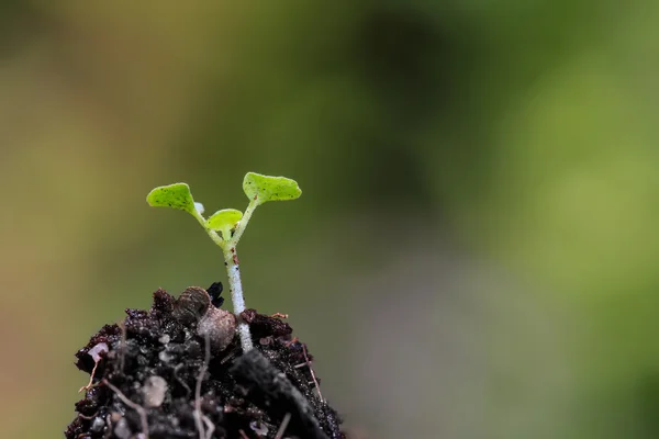 Groene spruit op grond — Stockfoto