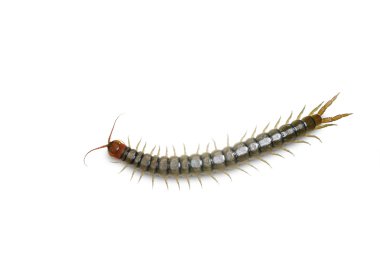 Beyaz w izole kırkayak