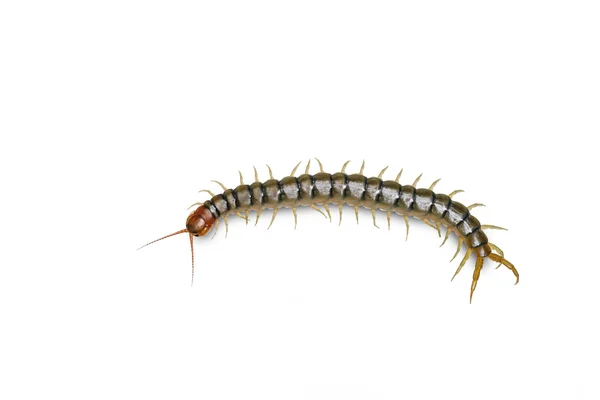 Centipede isolated on white w — Stock Photo, Image