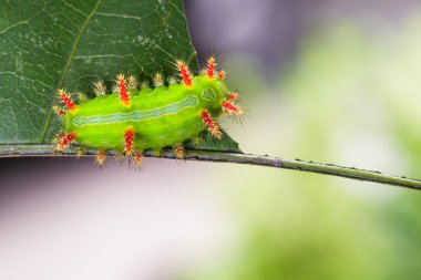 Isırgan otu Slug Caterpillar güve