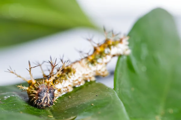 Caterpillar of black-veined sergeant butterfly — Stock Photo, Image