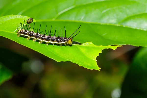 Caterpillar of great Assyrian (Terinos atlita) butterfly — Stock Photo, Image