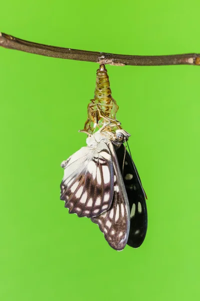 Żyłkami czarny motyla z poczwarki — Zdjęcie stockowe