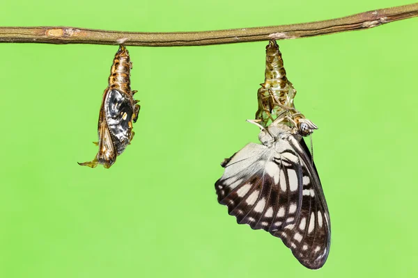 Schmetterling mit schwarzen Adern, der aus der Puppe auftaucht — Stockfoto