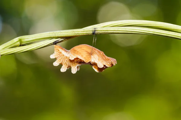 常见的玫瑰蝴蝶蝶蛹 — 图库照片