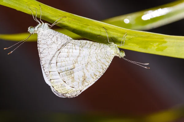 Apareamiento de la mariposa Psique —  Fotos de Stock
