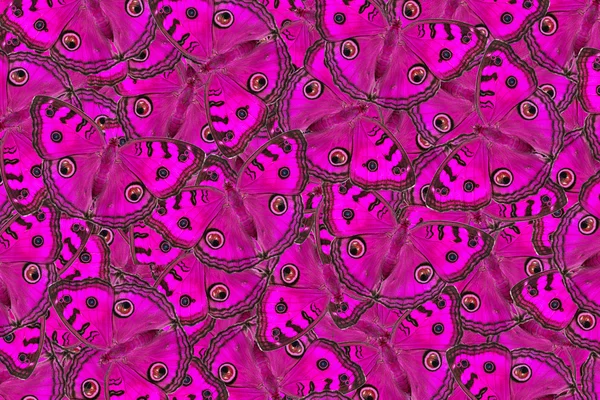 Texture from peacock pansy butterfly — Stock Photo, Image