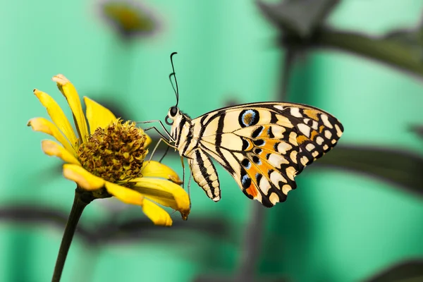 Lime butterfly on flower — Stock Photo, Image