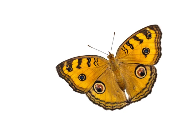 Dorsal view of isolated peacock pansy butterfly — Stock Photo, Image