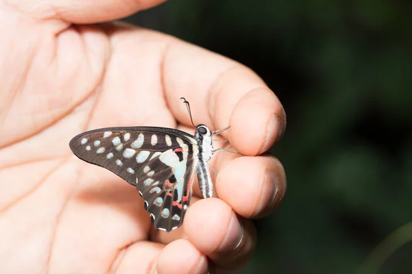 Eichelhäher-Schmetterling hängt an der Hand — Stockfoto