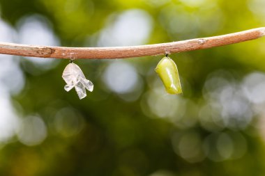 Chrysalis ve kabuk ortak kaplan kelebek