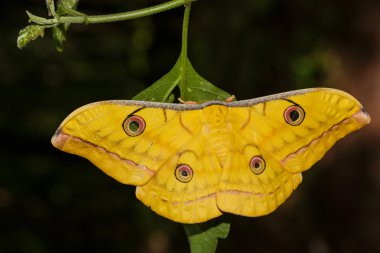 Japanese Oak Silk moth hanging on leaf clipart
