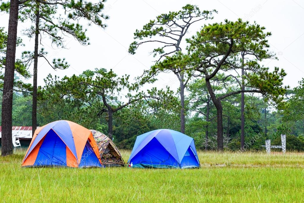 Dome tents camping near pine tree on high mountain