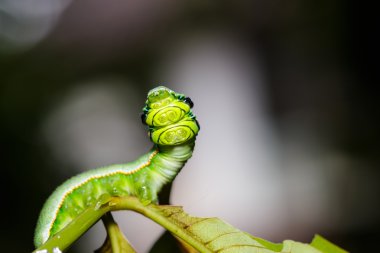 Caterpillar büyük portakal uç kelebek