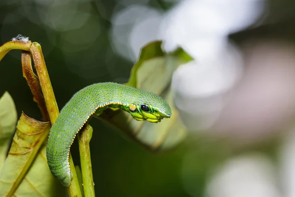 Caterpillar of great orange tip butterfly — Stock Photo, Image