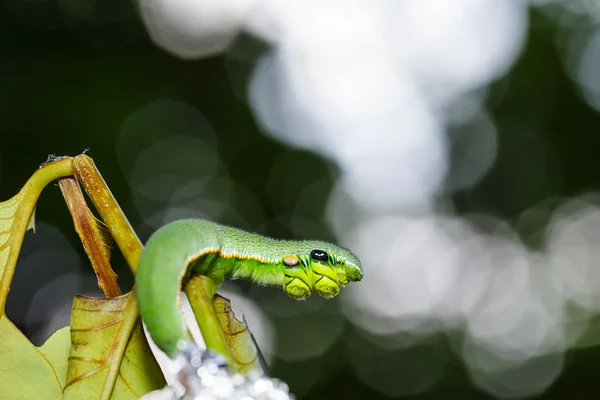 Caterpillar of great orange tip butterfly — Stock Photo, Image