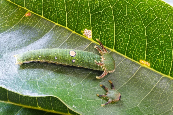 Caterpillar of Tawny Rajah butterfly with old mask — Stock Photo, Image