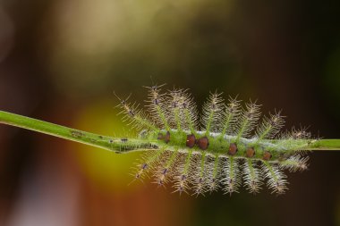 Pupa ortak Jay kelebek