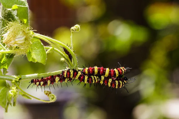 Caterpillar of Leopard lacewing (Cethosia cyane euanthes) butter — Stock Photo, Image