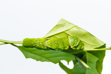 Yaprak üzerinde ortak Caterpillar mormon kelebek