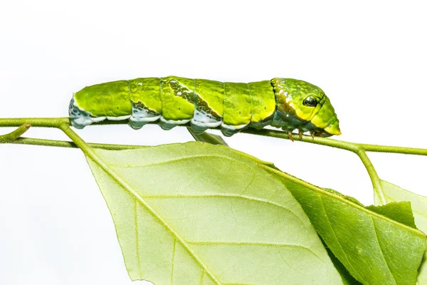 Oruga de la mariposa común mormón en la hoja —  Fotos de Stock